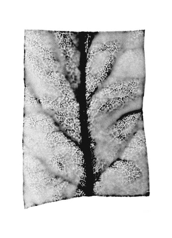 fg-2002-01 Mespilus germanica (Mispel), 2002