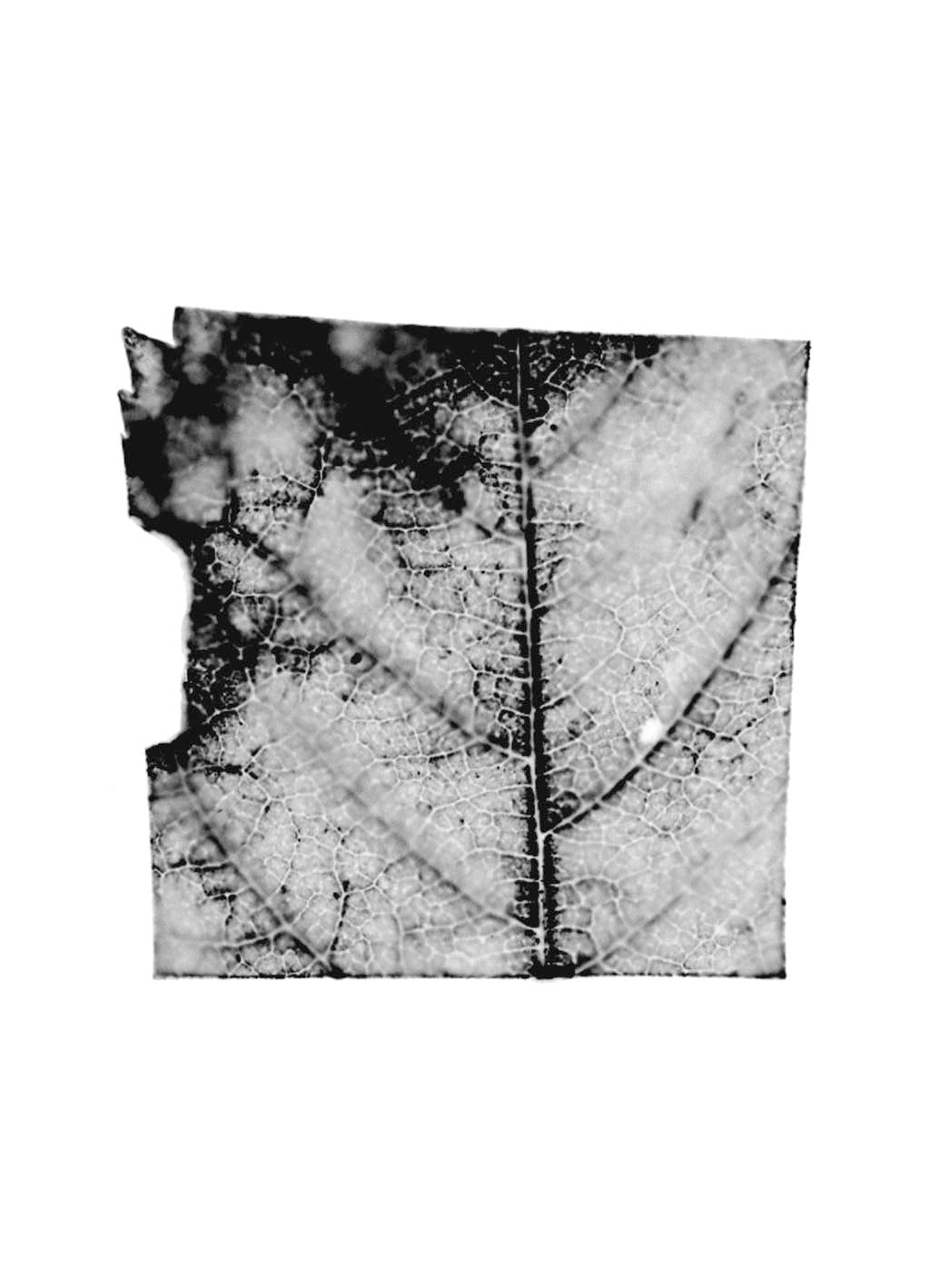 fg-2002-03 Prunus avium (Vogelkirsche), 2002