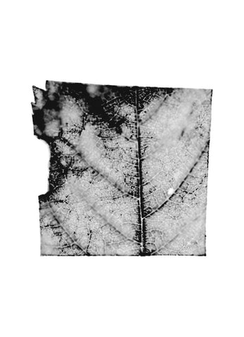 fg-2002-03 Prunus avium (Vogelkirsche), 2002