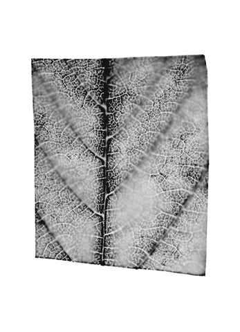 fg-2002-05 Aesculus hippocastanum (Roßkastanie), 2002