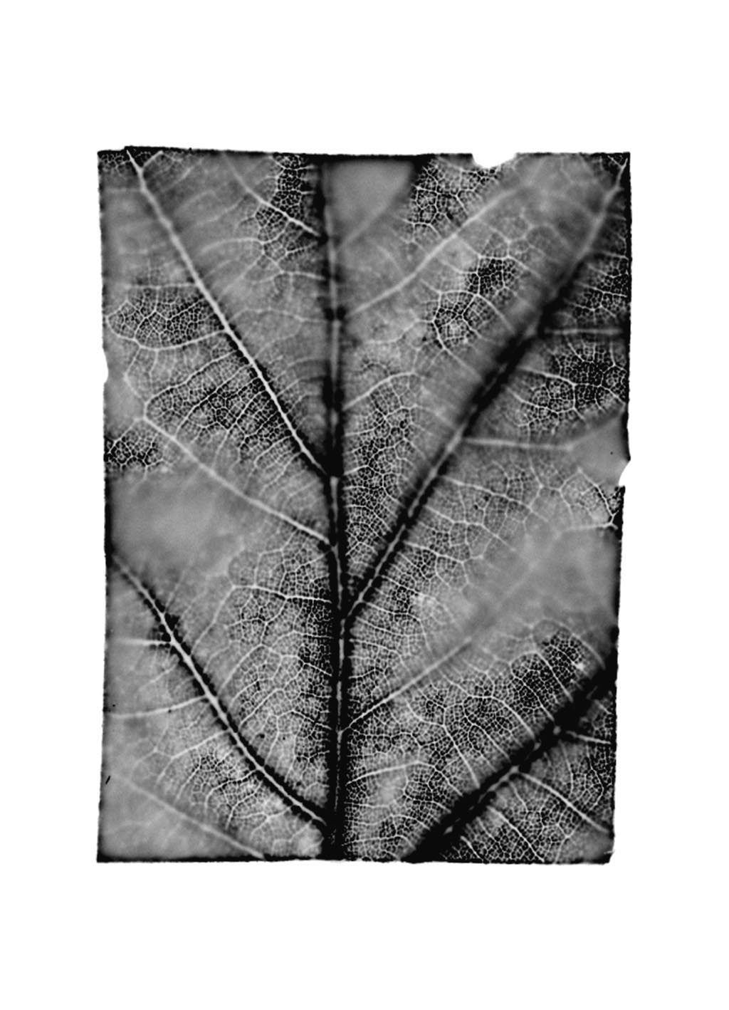 fg-2002-06 Quercus robur (Stieleiche), 2002