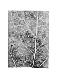 fg-2002-09 Populus tremula (Espe), 2002