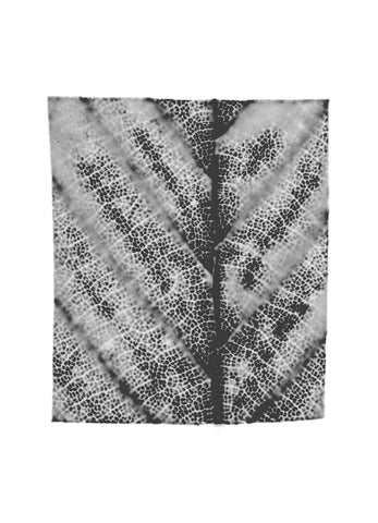 fg-2002-10 Carpinus betulus (Hainbuche), 2002