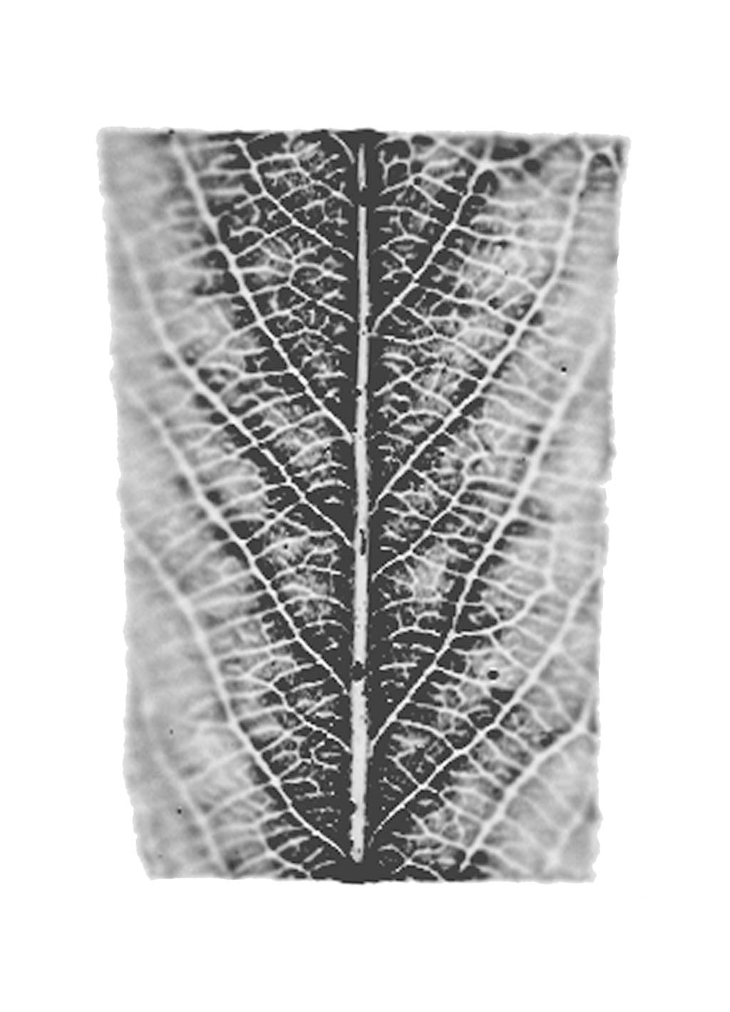 fg-2002-11 Salix alba (Silberweide), 2002