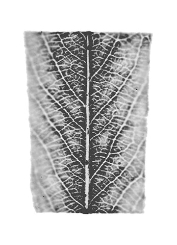 fg-2002-11 Salix alba (Silberweide), 2002