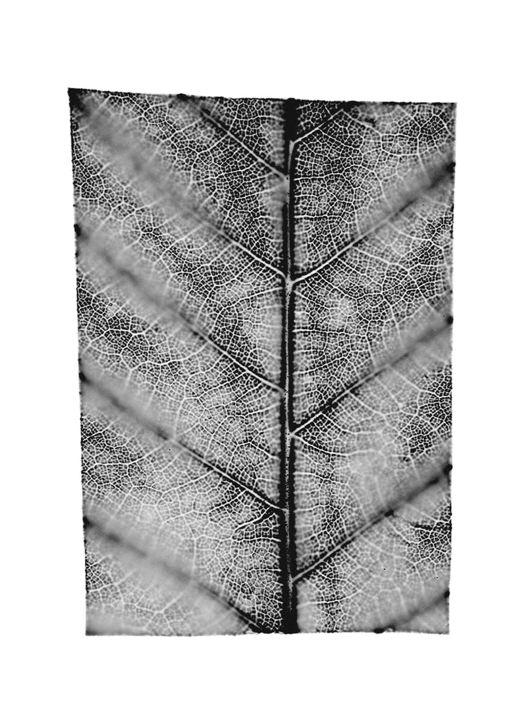 fg-2002-12 Castanea sativa (Esskastanie), 2002