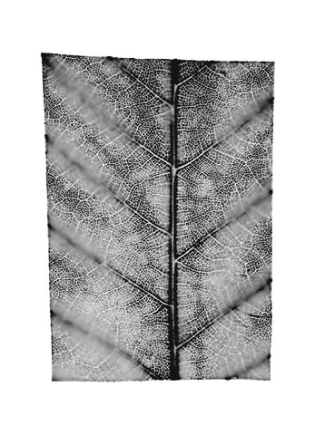 fg-2002-12 Castanea sativa (Esskastanie), 2002