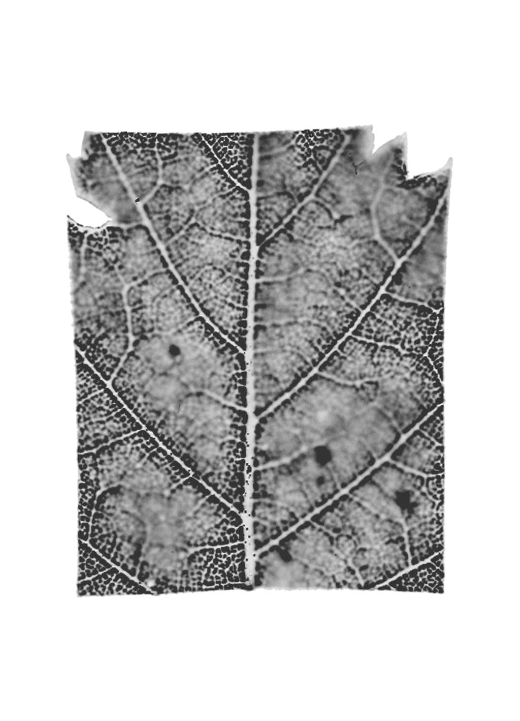 fg-2002-13 Betula pendula (Birke), 2002