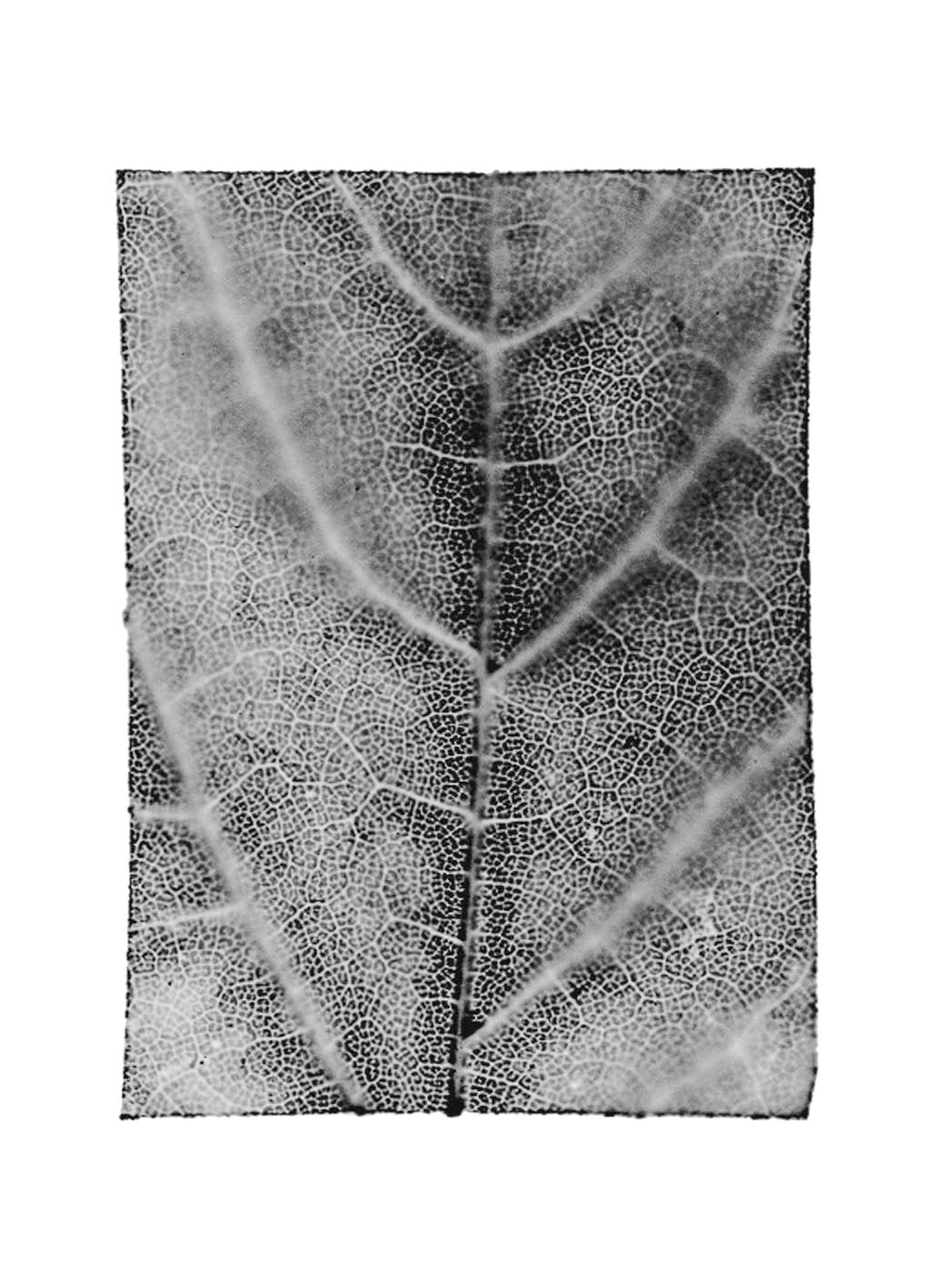 fg-2002-16 Acer pseudoplatanus (Bergahorn), 2002