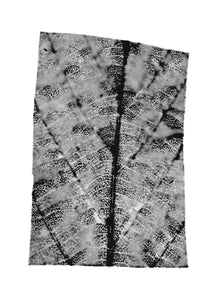 fg-2002-17 Tilia cordata (Linde), 2002