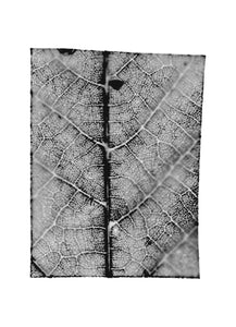 fg-2002-18 Juglans regia (Walnuss), 2002